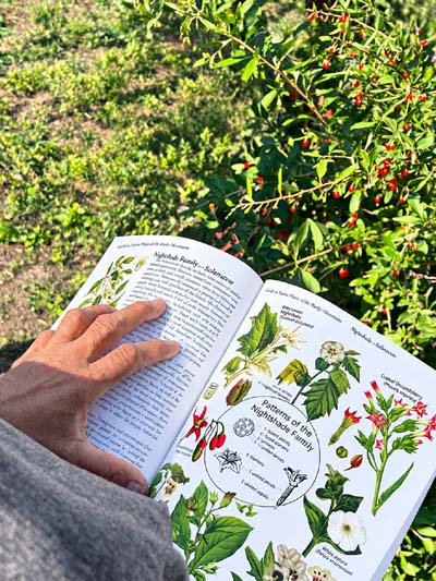 Keying out a plant with Botany in a Day.